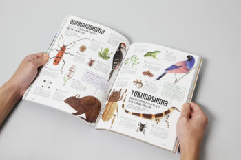 transit_amami_ryukyu_9